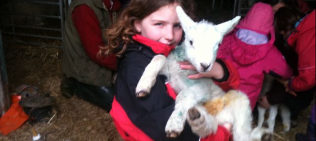 Kate taking a lamb for it's feed