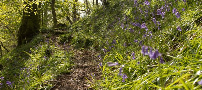 Path through the Blue Bell wood