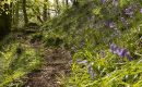 Path through the Blue Bell wood