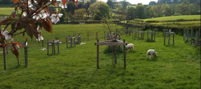 Pet lambs & blossom