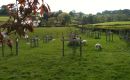Pet lambs & blossom