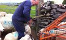 Ed dosing lambs