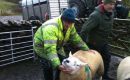 Preparing the tups