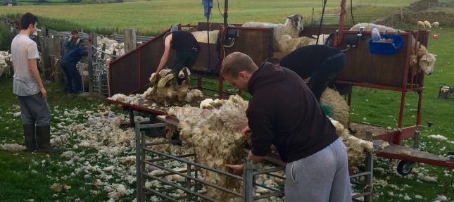 Wrapping the fleeces