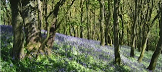 Bluebells