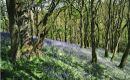 Bluebells